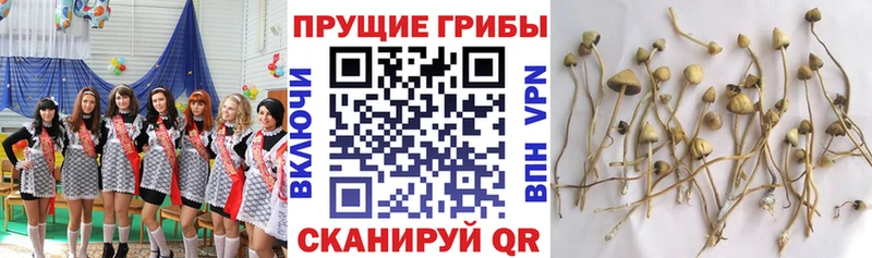 Галлюциногенные грибы Magic Shrooms  купить наркотик  darknet как зайти  Шали 